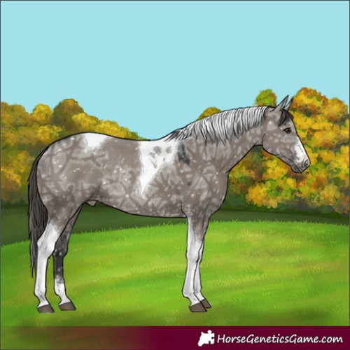 Horse Color:Grullo Ice Tobiano Appaloosa Rabicano