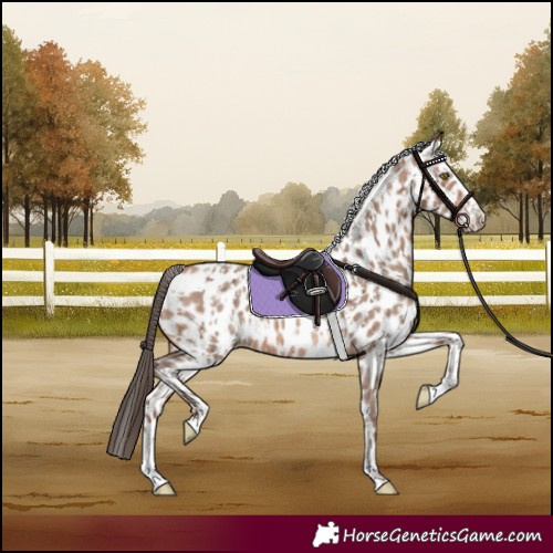 Horse Color:Sable Champagne Sabino Splash Appaloosa  and White Spotted Sable Champagne Sabino Splash Appaloosa 