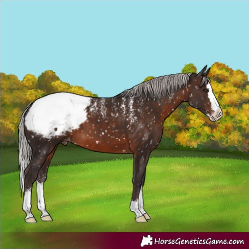 Horse Color:Powder White Silver Brown Splash Appaloosa 