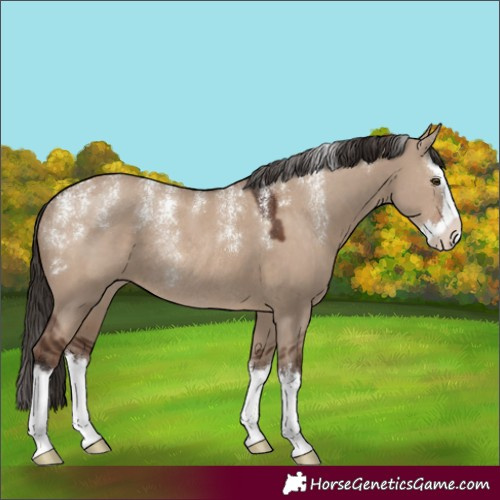 Horse Color:Powder White Liver Red Dun Splash Rabicano 