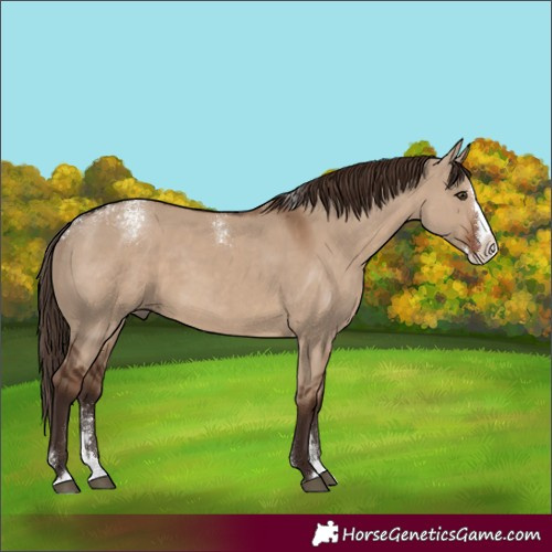 Horse Color:Powder White Liver Red Dun Splash Rabicano 