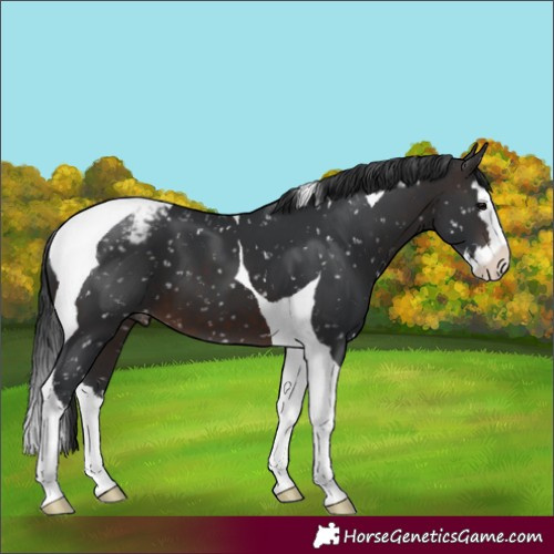 Horse Color:Brown Splash Tobiano Appaloosa