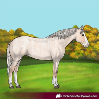 Horse Color:Powder White Silver Grullo Roan Splash
