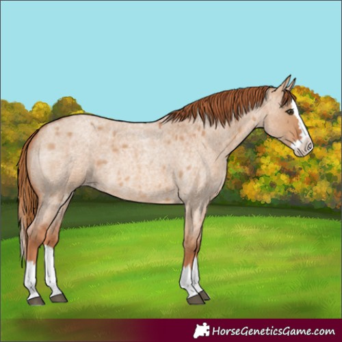 Horse Color:Red Dun Roan Splash Rabicano 