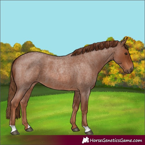 Horse Color:Red Roan