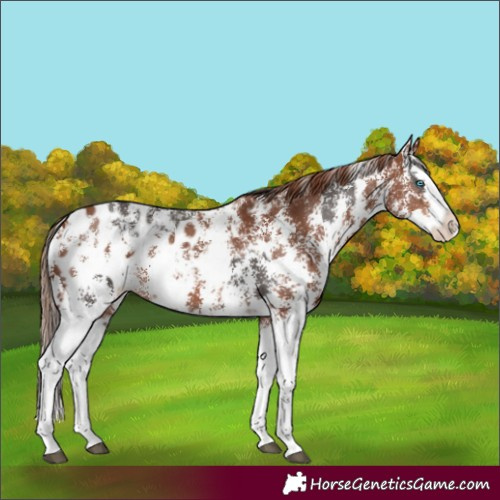 Horse Color:Liver Chestnut Sabino Splash Appaloosa  and Chestnut Sabino Splash Appaloosa 