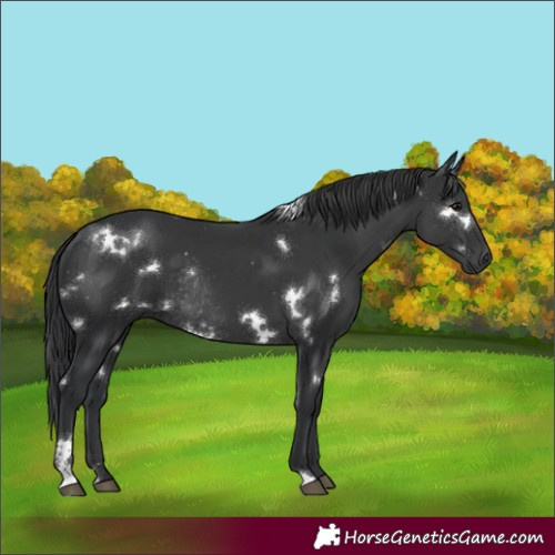 Horse Color:White Spotted Black Rabicano