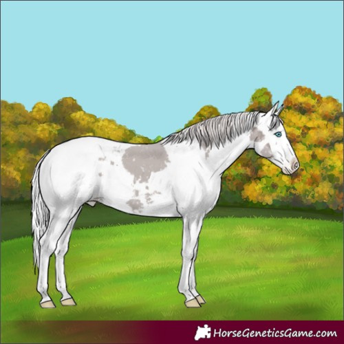 Horse Color:Silver Black Mushroom Harlequin Merle Sabino Splash Appaloosa Rabicano 
