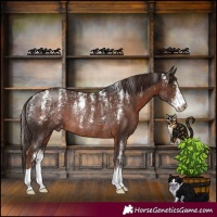 Horse Color:Powder White Liver Chestnut Appaloosa Rabicano