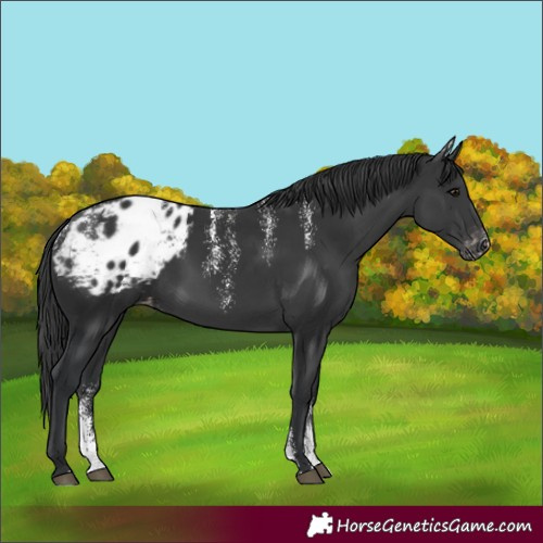 Horse Color:Powder White Black Appaloosa
