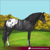 Horse Color:Powder White Black Blanket 