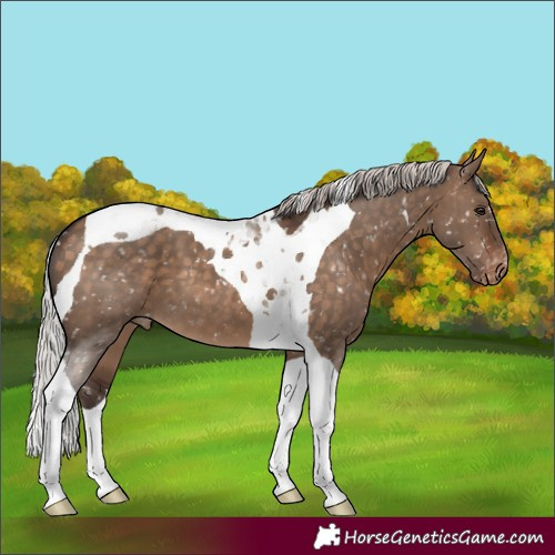 Horse Color:Silver Brown Dun Tobiano Appaloosa 