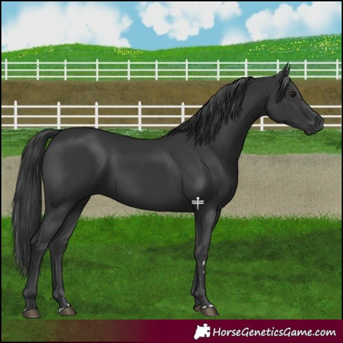 Horse Color:Black 