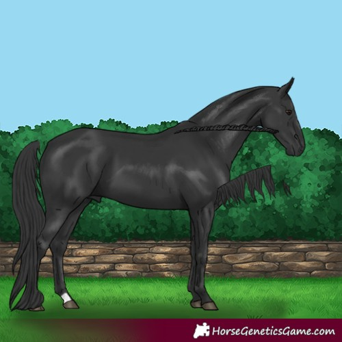 Horse Color:Black 