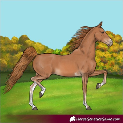 Horse Color:Chestnut Sabino 