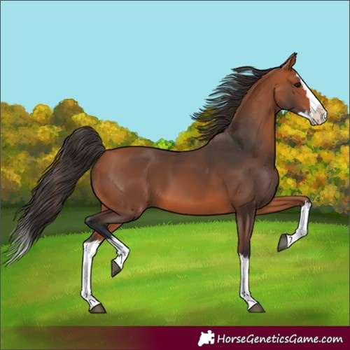 Horse Color:Bay Splash