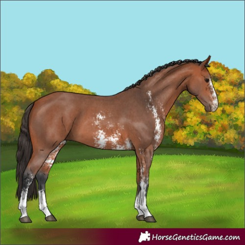 Horse Color:Bay Sabino