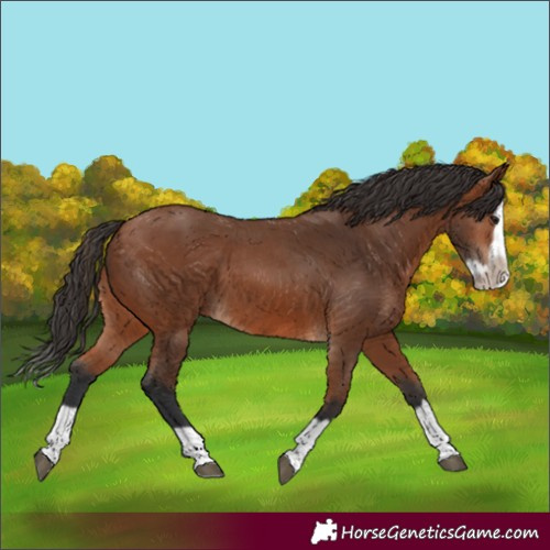 Horse Color:Bay Splash Frame 