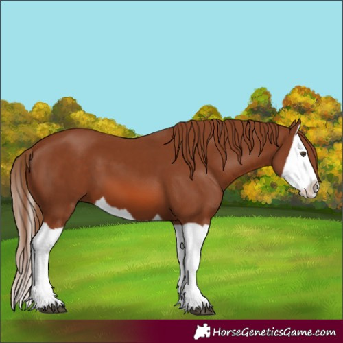 Horse Color:Chestnut Splash 