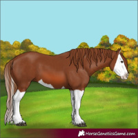 Horse Color:Chestnut Splash
