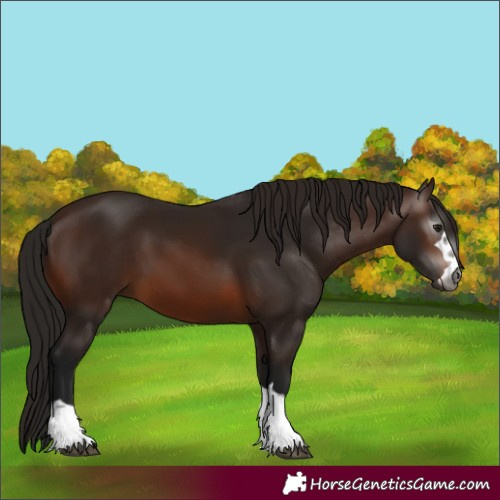 Horse Color:Gray Bay