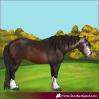 Horse Color:Gray Bay 