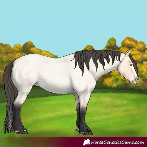Horse Color:Buckskin Roan Dun Splash