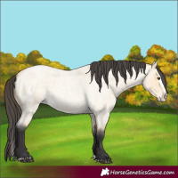 Horse Color:Buckskin Roan Dun Splash