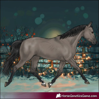 Horse Color:Grullo 