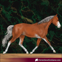 Horse Color:Silver Bay Sabino 