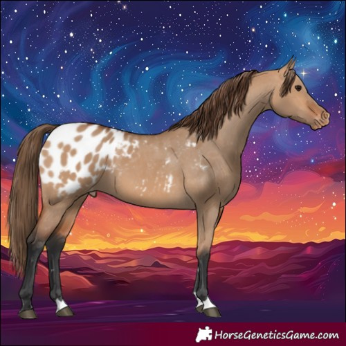 Horse Color:Bay Dun Blanket 