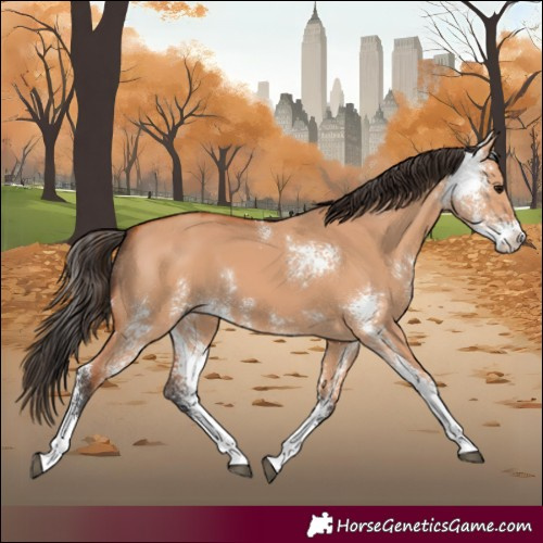 Horse Color:Bay Dun Sabino