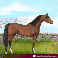 Horse Color:Bay 