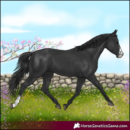 Horse Color:Black Sabino 