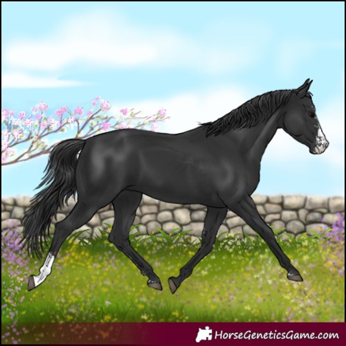 Horse Color:Black Sabino