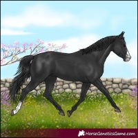 Horse Color:Black Sabino 