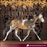 Horse Color:Buckskin Sabino