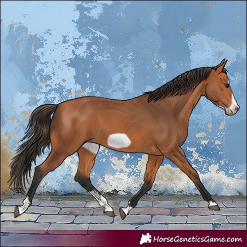 Horse Color:Bay Sabino Splash Frame 