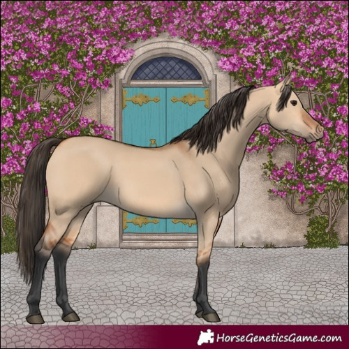 Horse Color:Bay Dun Rabicano