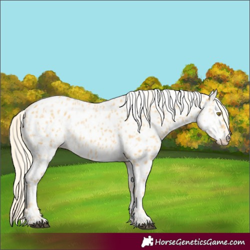Horse Color:Palomino Appaloosa  and Palomino Appaloosa 