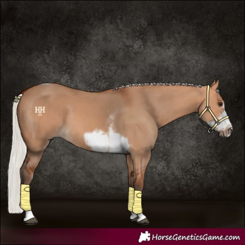 Horse Color:Silver Bay Dun Sabino Tobiano Frame Rabicano