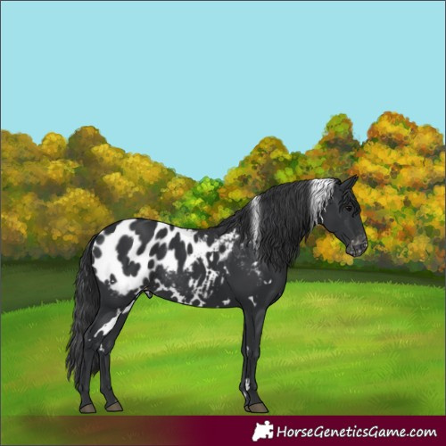 Horse Color:White Spotted Black Appaloosa Rabicano 