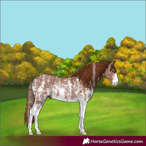 Horse Color:Chestnut Sabino Rabicano 