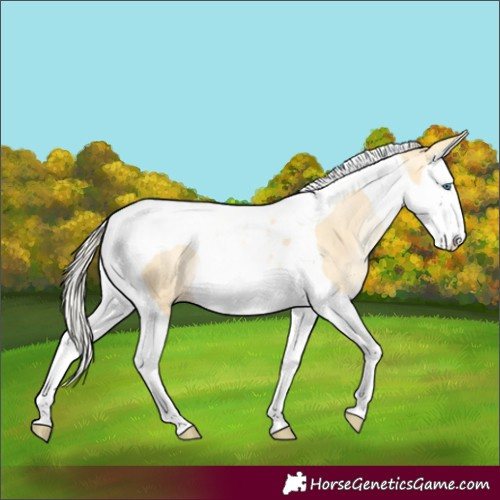 Horse Color:Palomino Pearl Splash Tobiano Rabicano