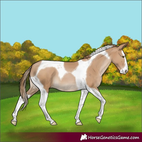 Horse Color:Black Pearl Splash Tobiano 