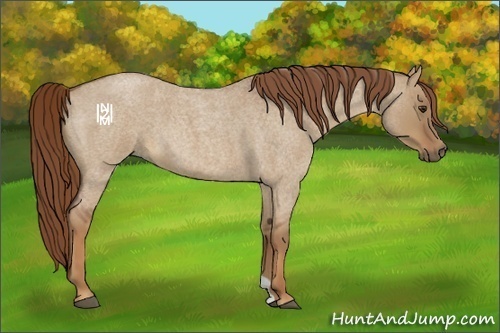 Horse Color:Red Dun Roan 
