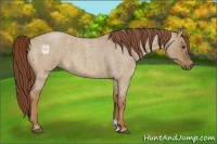 Horse Color:Red Dun Roan 