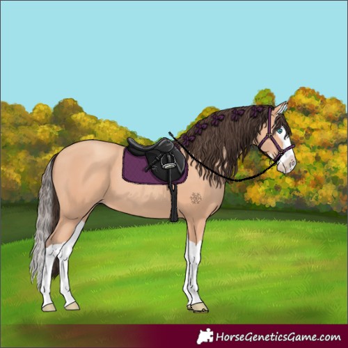 Horse Color:Amber Champagne Splash
