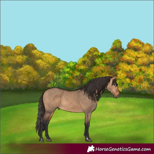 Horse Color:Unknown 
