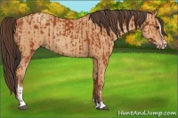Horse Color:Bay Sabino Rabicano and Amber Champagne Sabino Rabicano